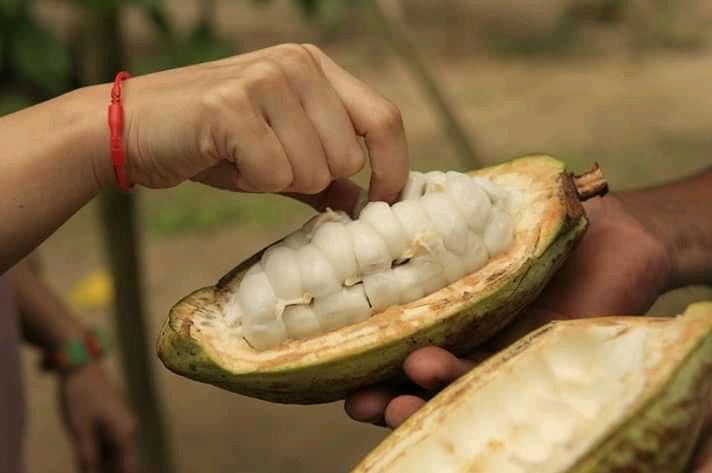 From cocoa beans to chocolate