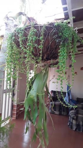 De mi pequeño jardin.