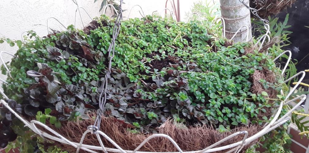 De mi pequeño jardin.