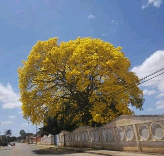 Árbol llamado "ARAGUANEY" cerca de mi casa