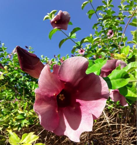 les gusta este color???