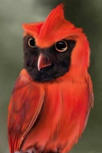 Buho de Madagascar.. Una belleza!