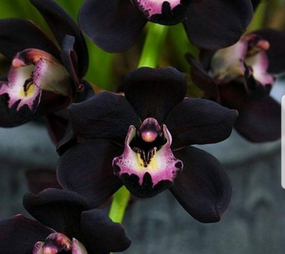 Orquideas Negras.. Unicas.