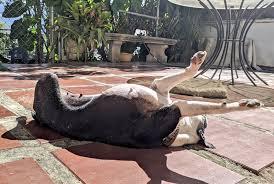 Tomando el sol.. Felicidad