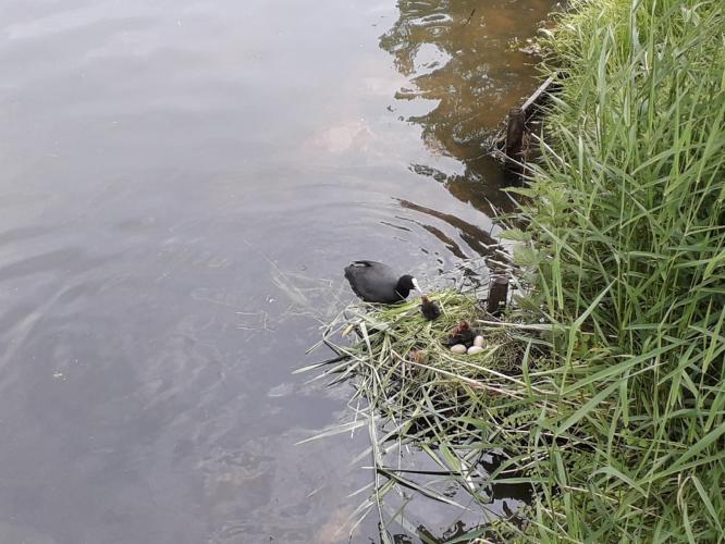 Moederdag - mama meerkoet