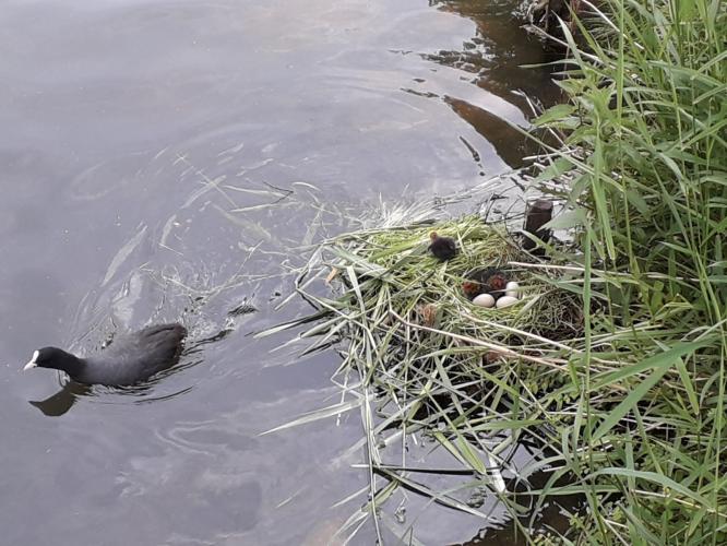 Moederdag - mama meerkoet