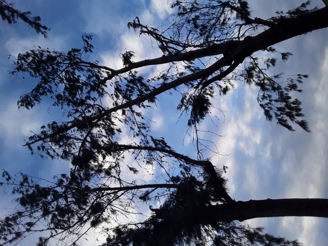 What My Account Will Be For