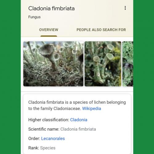 Here is your mystery plant