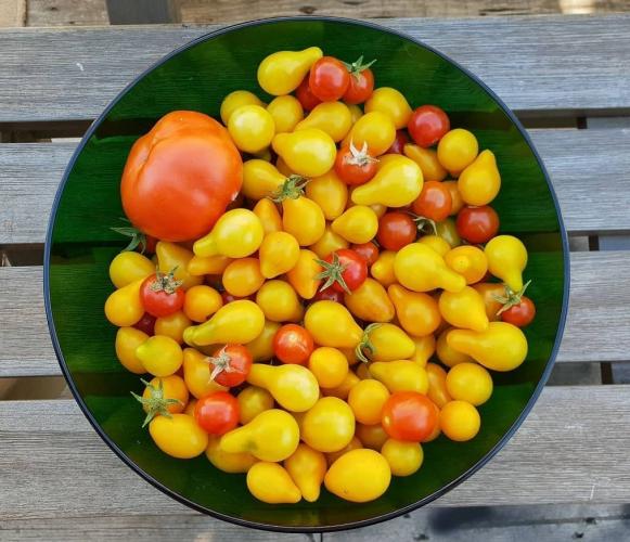 <a class="removable-mention" translate="no" data-mentionid="31546" href="/useroverview/31546/Albert%20van%20den%20Berg">@Albert van den Berg</a> I will probably have to replant the strawberry plant at some point, but very happy with how it's looking. 
The tomatoes we also call them by either name. This is a photo of my friends harvest. The seeds I planted are from the yellow ones.