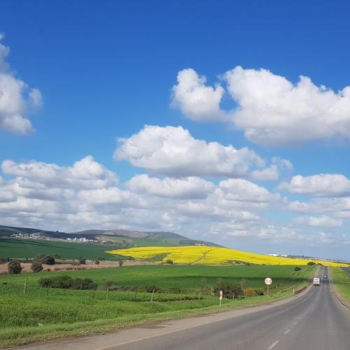 The canola fields 