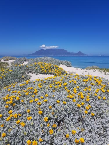 Flowers in Blouberg
