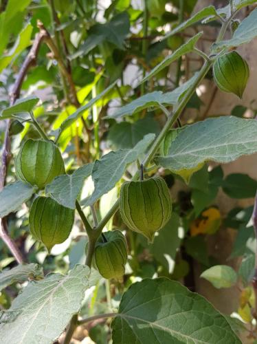 Cape Gooseberry