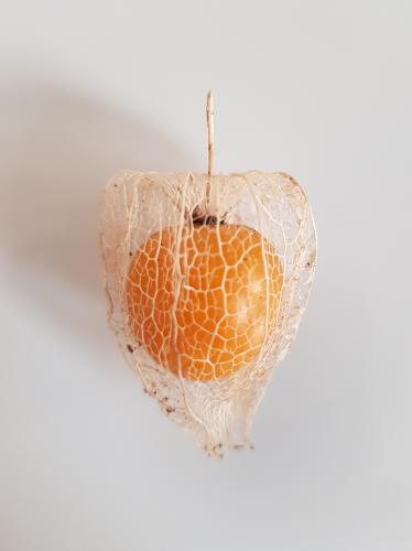 Cape Gooseberry