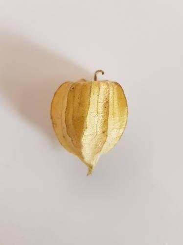 Cape Gooseberry