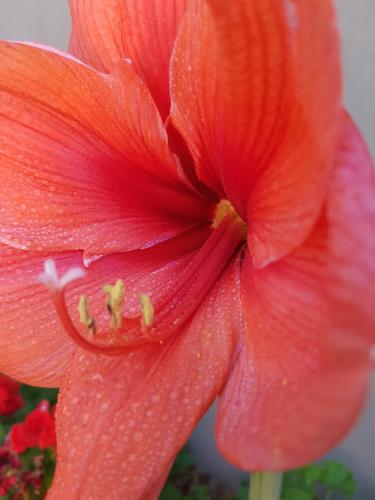 Amaryllis 