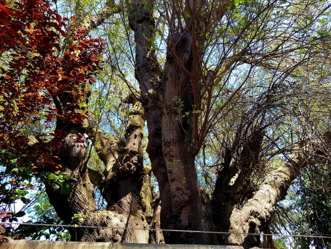 The tree was here first