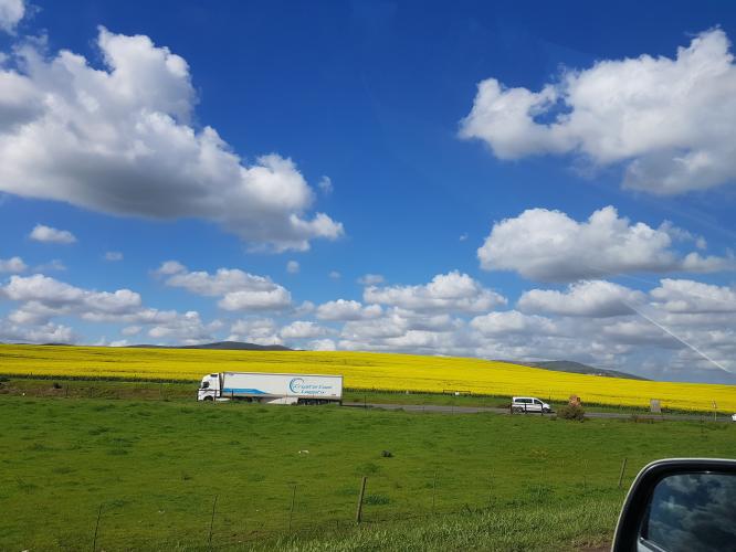 Canola Fields &amp; Durbanville Hills