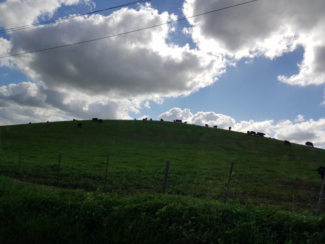Canola Fields &amp; Durbanville Hills