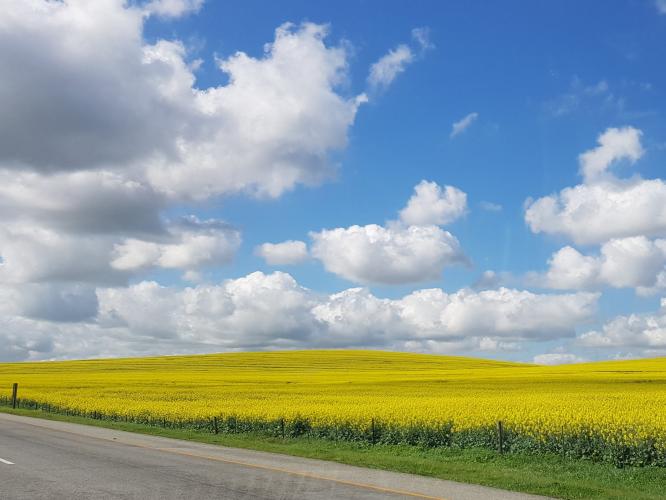 Canola Fields &amp; Durbanville Hills