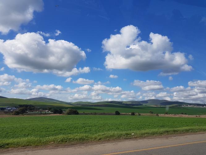 Canola Fields &amp; Durbanville Hills