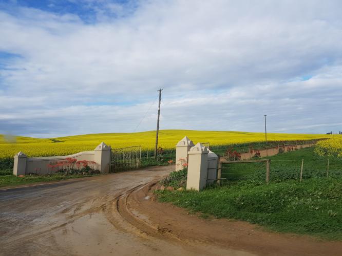 Canola Fields &amp; Durbanville Hills