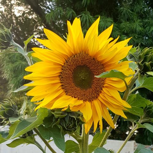 Day 3 of the seven day flower challenge 