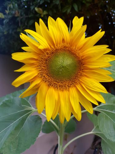 Day 3 of the seven day flower challenge 