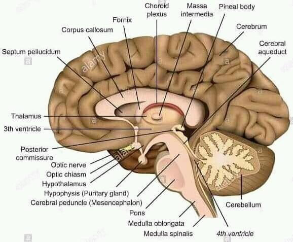 Anatomyofbrain