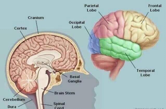 Anatomyofbrain