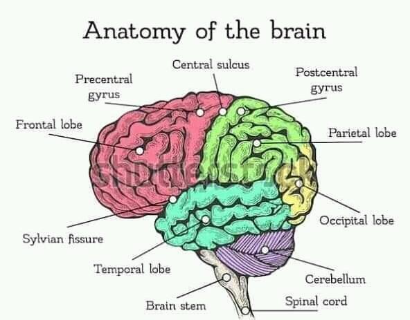 Anatomyofbrain