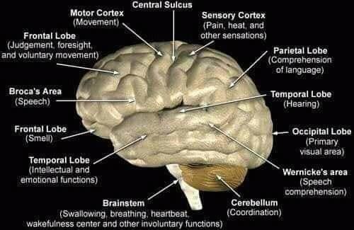 Anatomyofbrain