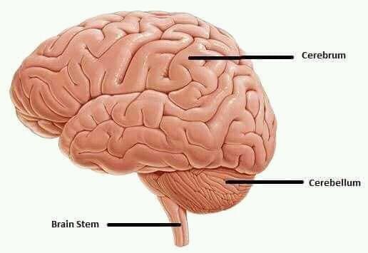 Anatomyofbrain