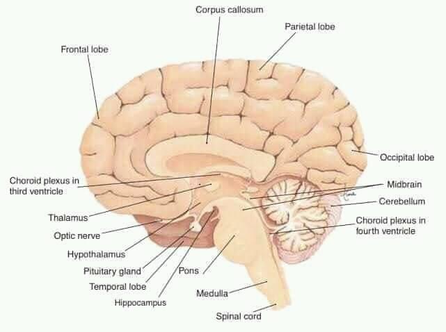 Anatomyofbrain