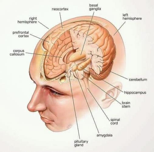Anatomyofbrain
