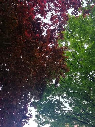 Red and green leaves 