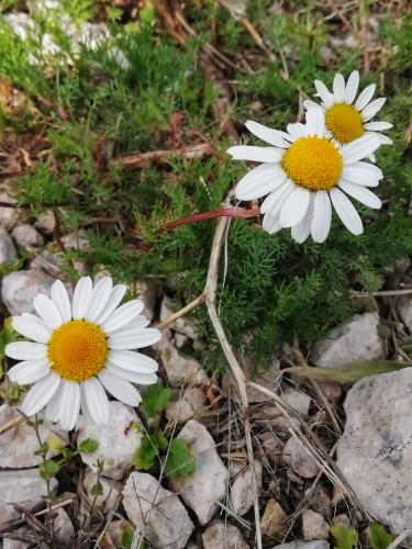 Wild chamomile 