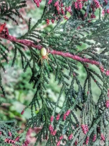 Small spider on a tree