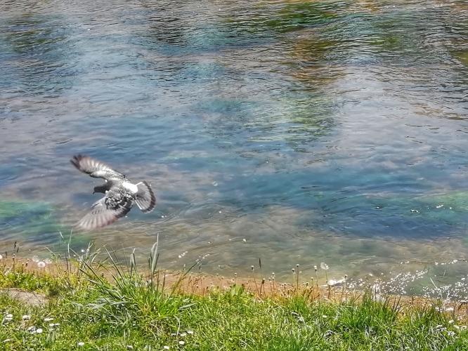Flying pigeon near river