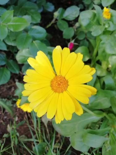 Calendula officinalis