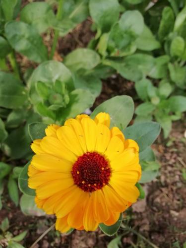 Calendula officinalis