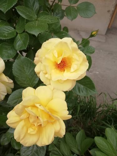 Yellow roses 