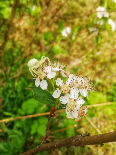 Little spider on aronia flowers 