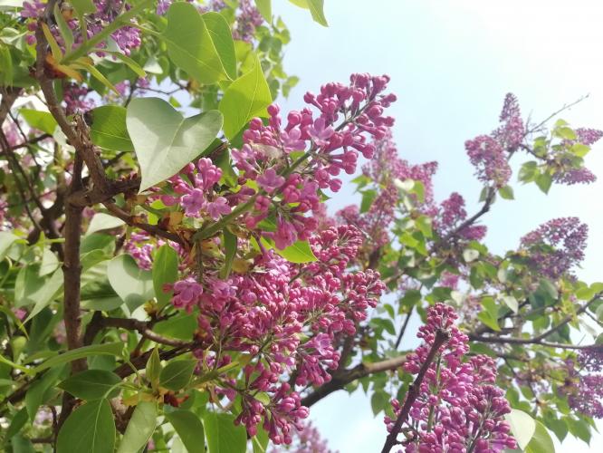 Syringa or Lilac