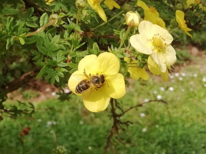 Bee on a yellow flower 
