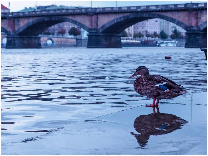 A duck just hanging.