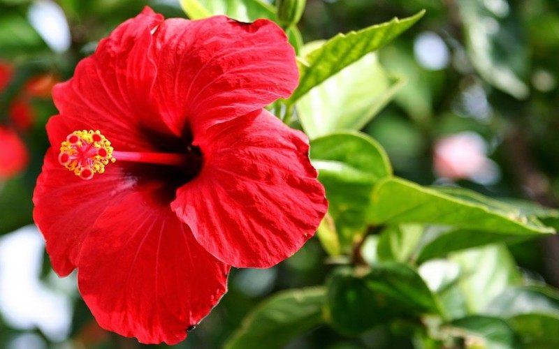 <font _mstmutation="1" _msthash="4148938" _msttexthash="4148937">Esa flor es hermosa. Mira al nacido en mi ciudad. De niña se comió sus dulces pétalos</font><font _mstmutation="1" _msthash="10948119" _msttexthash="10948119"><font _mstmutation="1" _msthash="10948120" _msttexthash="10948119">😁</font><font _mstmutation="1" _msthash="426335" _msttexthash="626535">Supongo que son de la familia.</font></font>