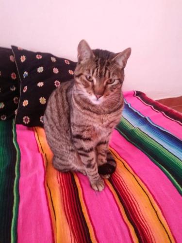 Amor por las mascotas