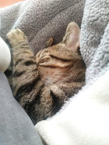 Amor por las mascotas