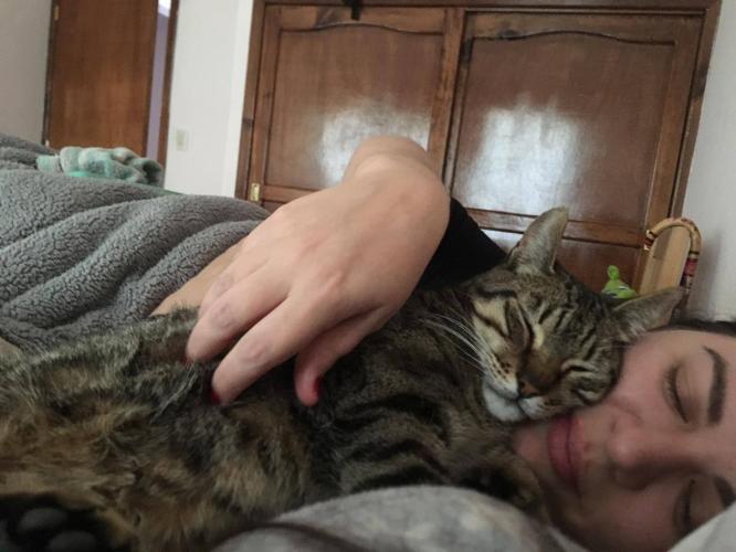 Amor por las mascotas