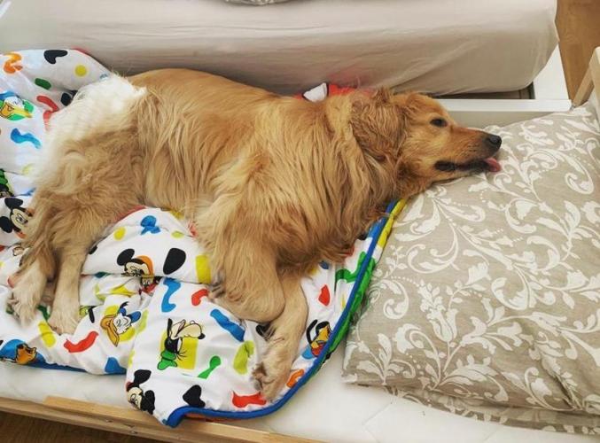 Amor por las mascotas